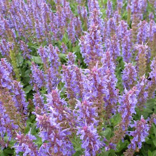 Bakker - Sauge des bois Blauhügel - Salvia nemorosa blauhügel - Plantes d'extérieur