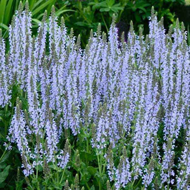 Sauge des bois Crystal Blue - Bakker