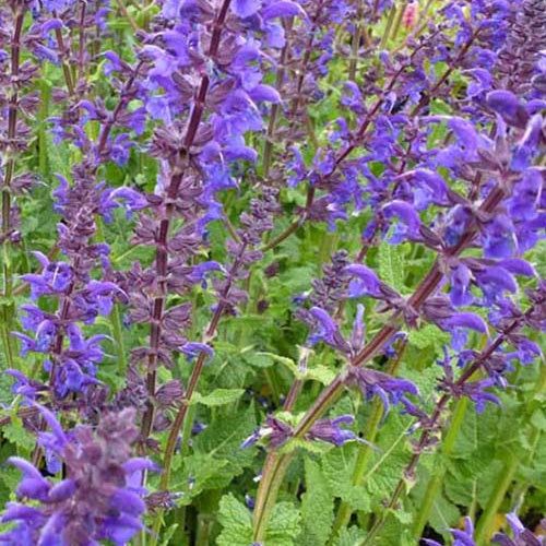 Bakker - Sauge des bois Viola Klose - Salvia nemorosa viola klose - Plantes d'extérieur