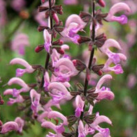 Bakker - Sauge des prés Rose Rhapsody - Salvia pratensis rose rhapsody ( ballet series ) - Plantes d'extérieur