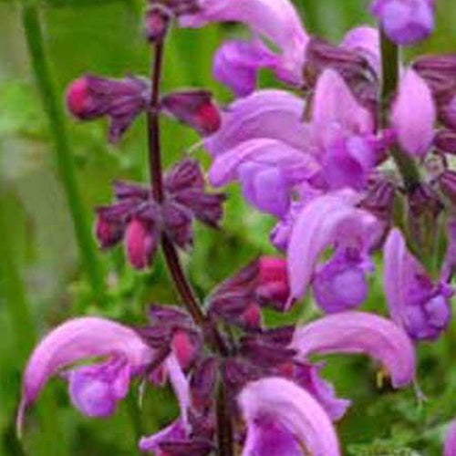 Sauge des prés Sweet Esmeralda - Salvia pratensis sweet esmeralda ( ballet series ) - Bakker