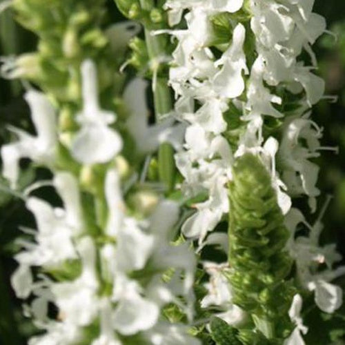 Salvia pratensis swan lake ( ballet series ) - Sauge des prés Swan Lake - Sauges