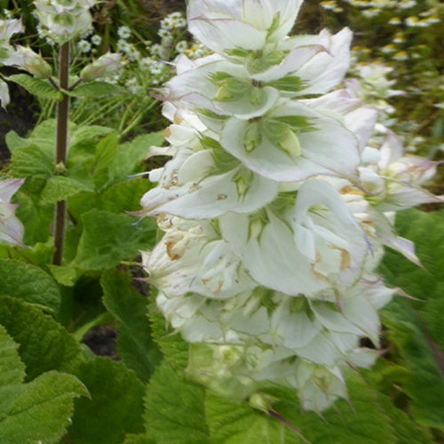 Salvia sclarea vatican white - Sauge sclarée Vatican White - Sauges