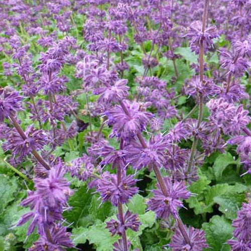 Bakker - Sauge verticillée Purple Rain - Salvia verticillata purple rain - Plantes d'extérieur
