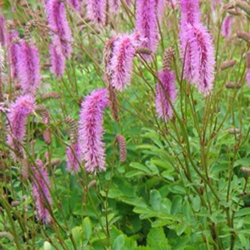 Pimprenelle Hakusanensis - Sanguisorbe - Bakker
