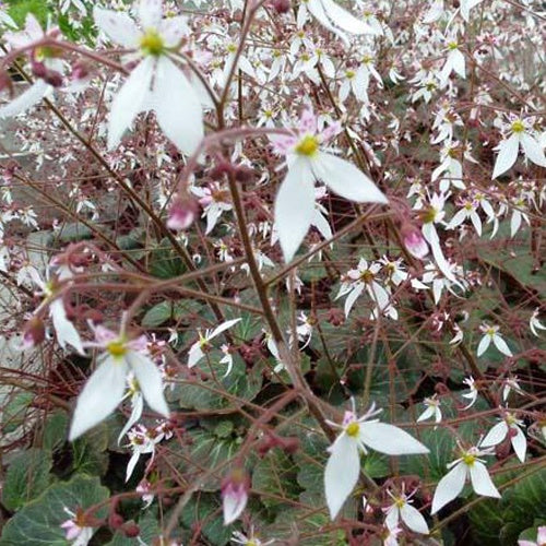 Saxifrage à stolons Cuscutiformis - Bakker
