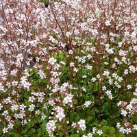 Bakker - 3 Désespoirs du peintre Variegata - Saxifraga umbrosa variegata - Plantes d'extérieur