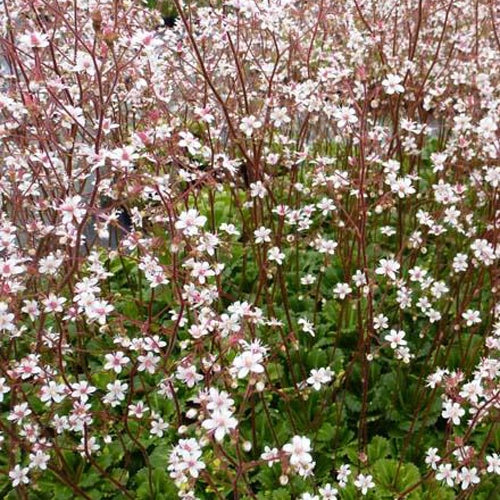 Bakker - 3 Désespoirs du peintre Variegata - Saxifraga umbrosa variegata - Plantes d'extérieur