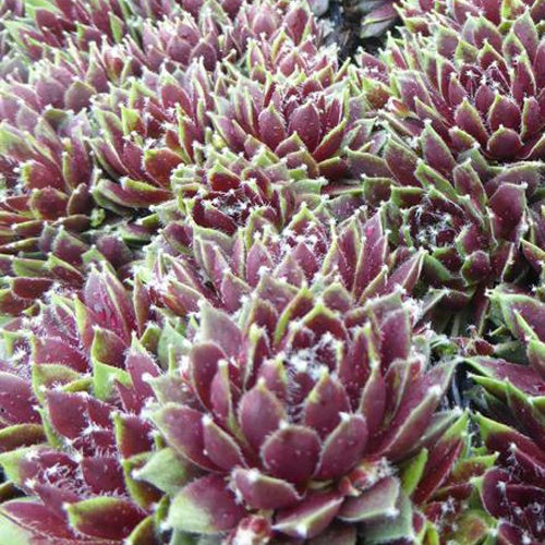 Bakker - 3 Joubarbes Silberkarneol - Sempervivum - Sempervivum silberkarneol - Plantes d'extérieur