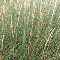 Ammophila arenaria - Oyat Roseau des sables - Graminées
