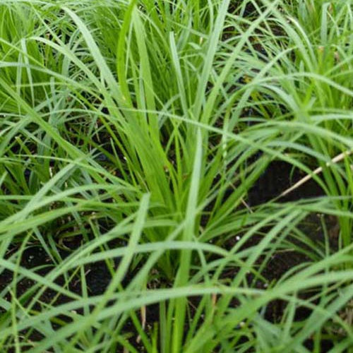 Carex - Laîche des montagnes - Carex - Carex montana
