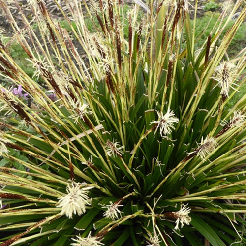 Bakker - Laîche d'Oshima J.S. Greenwell - Carex - Carex oshimensis j.s. greenwell - Plantes d'extérieur