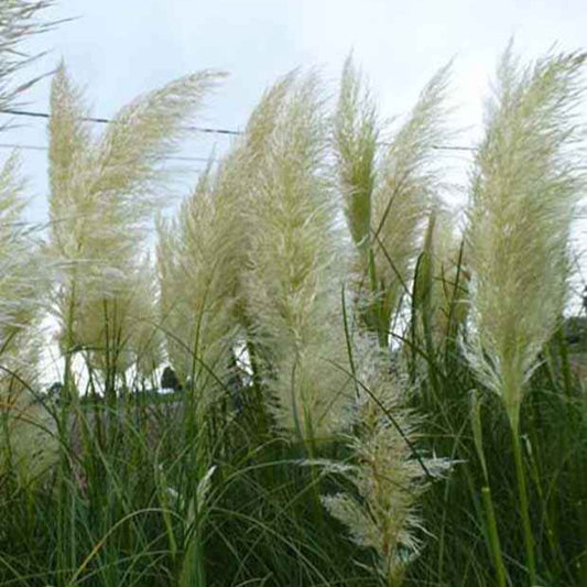 3 Herbes de la pampa - Bakker