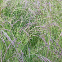 Bakker - Fétuque améthyste - Festuca amethystina - Plantes d'extérieur