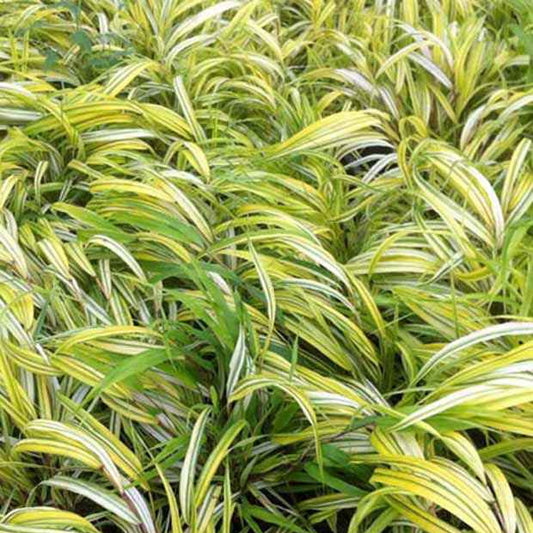 Herbe du Japon panachée Aureola - Bakker