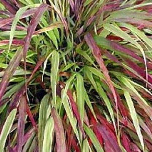 Herbe du Japon Naomi - Bakker