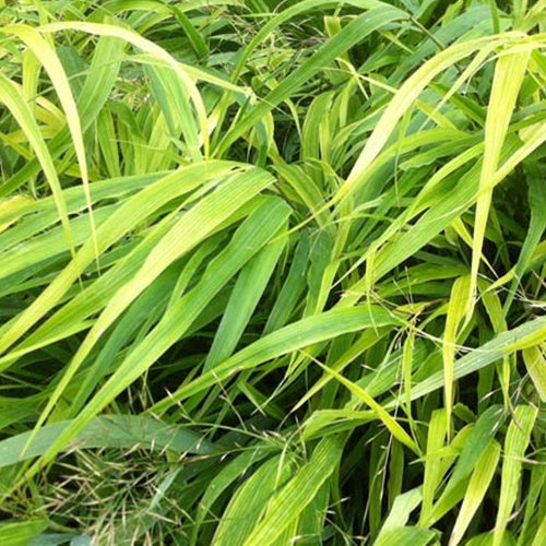 Bakker - Herbe du Japon - Hakonechloa macra - Plantes d'extérieur
