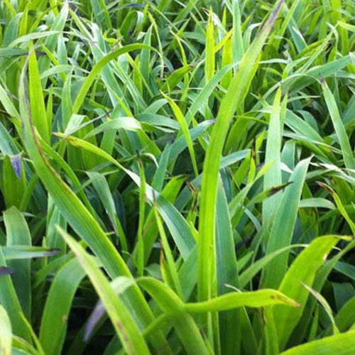 Luzule des bois - Bakker