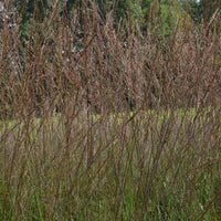 Bakker - Molinie élevée Karl Foester - Molinia arundinacea karl foerster - Plantes d'extérieur