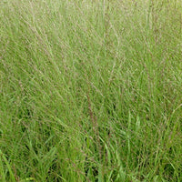 Bakker - Molinie élevée Transparent - Molinia arundinacea transparent - Plantes d'extérieur