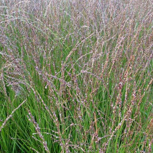 Bakker - Molinie bleue Heidezwerg - Molinia caerulea heidezwerg - Plantes d'extérieur