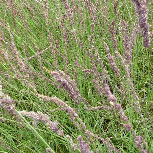 Bakker - Molinie bleue Moorhexe - Molinia caerulea moorhexe - Plantes d'extérieur