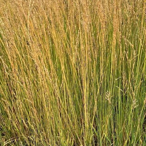 Bakker - Molinie bleue Moorflamme - Molinia caerulea moorflamme - Plantes d'extérieur