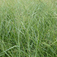 Bakker - Panic érigé Prairie Sky - Panicum virgatum prairie sky - Plantes d'extérieur