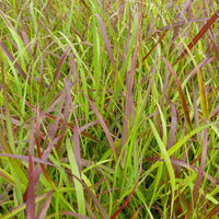 Bakker - Panic érigé Rotstahlbusch - Panicum virgatum rotstrahlbusch - Plantes d'extérieur