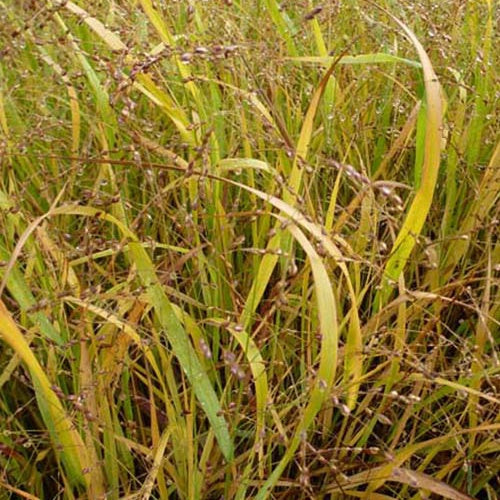 Bakker - Panic érigé Stafa - Panicum virgatum stäfa - Plantes d'extérieur