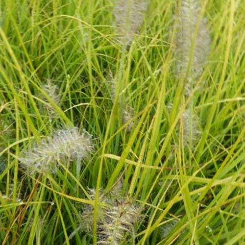 Herbe aux écouvillons Jommenik - Pennisetum - Bakker