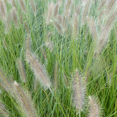 Herbe aux écouvillons Lady U - Pennisetum - Bakker
