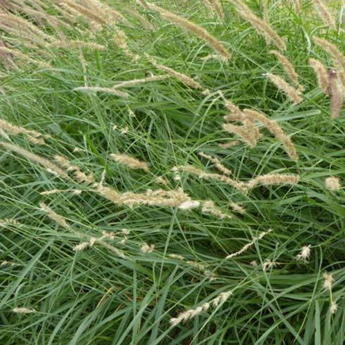 Bakker - Herbe aux écouvillons frangée de cils - Pennisetum - Pennisetum ciliare - Plantes d'extérieur