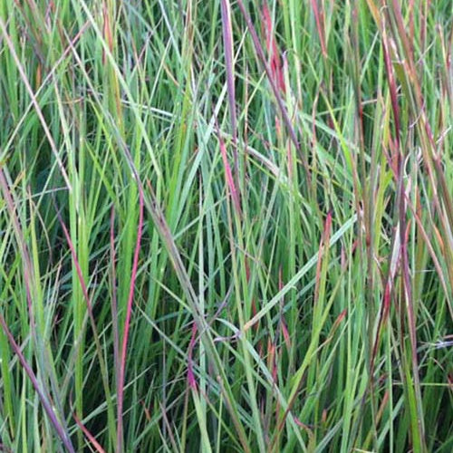 Schizachyrium scoparium - Bakker
