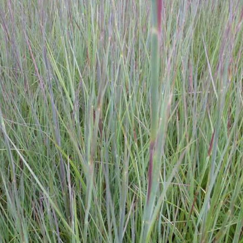 Bakker - Schizachyrium scoparium Prairie Blues - Schizachyrium scoparium prairie blues - Plantes d'extérieur