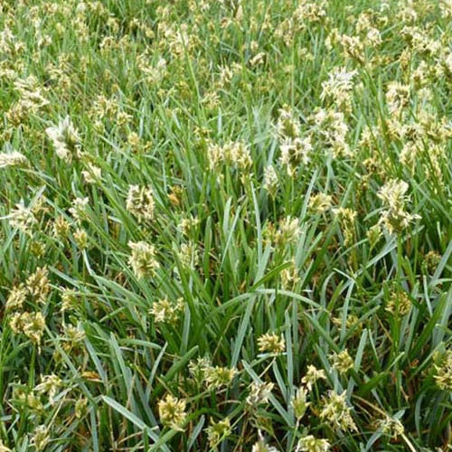 Bakker - 3 Sesléries bleues - Sesleria caerulea - Plantes d'extérieur