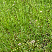 Bakker - Seslérie Heufleriana - Sesleria heufleriana - Plantes d'extérieur