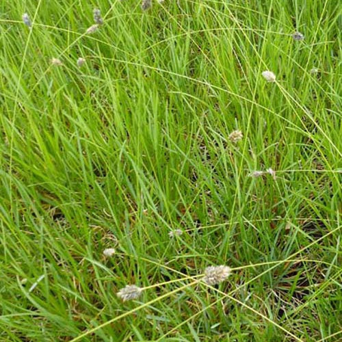 Seslérie Heufleriana - Bakker