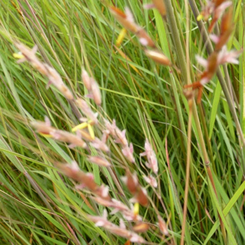 Herbe des Indiens - Bakker