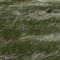 Bakker - Stipe penné - Stipa pennata - Plantes d'extérieur