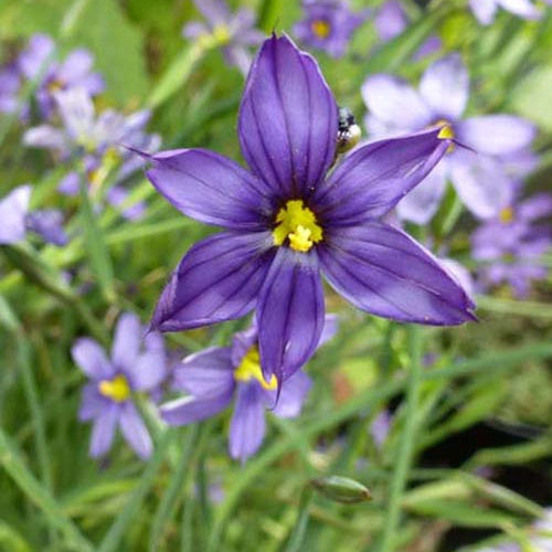 Sisyrinchium bellum - Bakker