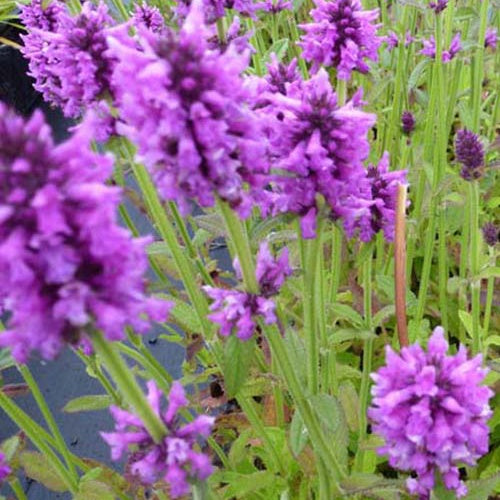 Bétoine officinale Épiaire - Bakker