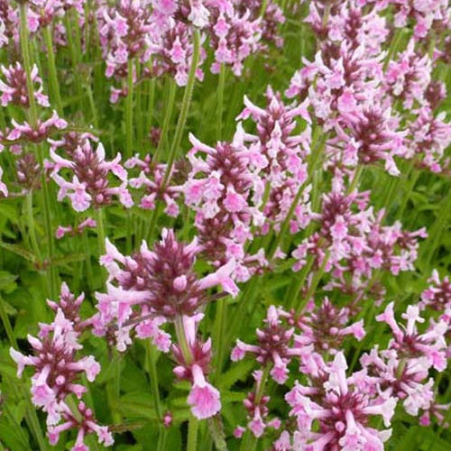 Bétoine officinale Épiaire Pink Cotton Candy - Bakker