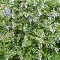 Bakker - Consoude bleue - Symphytum azureum - Plantes d'extérieur