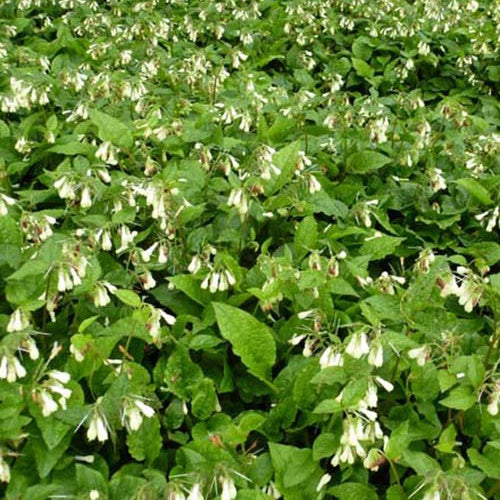 Bakker - 3 Consoudes à grandes fleurs - Symphytum grandiflorum - Plantes d'extérieur