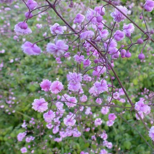 Bakker - Pigamon Delavayi Hewitts Double - Thalictrum delavayi hewitts double - Plantes d'extérieur