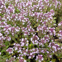 Bakker - 3 Thym citron Silver Queen - Thymus citriodorus silver queen - Plantes d'extérieur