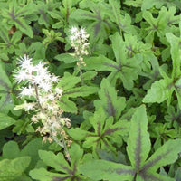 Bakker - Tiarelle Iron Butterfly - Tiarella iron butterfly - Plantes d'extérieur