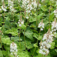 Bakker - 3 Tiarelle Wherryi - Tiarella wherryi - Plantes d'extérieur