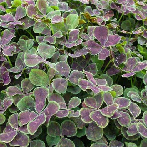 Bakker - Trèfle blanc à feuille pourpre - Trifolium repens pentaphyllum - Plantes d'extérieur